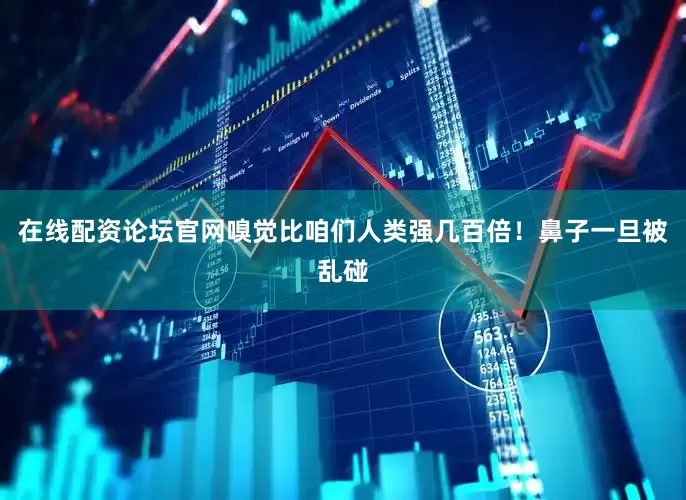 在线配资论坛官网嗅觉比咱们人类强几百倍！鼻子一旦被乱碰